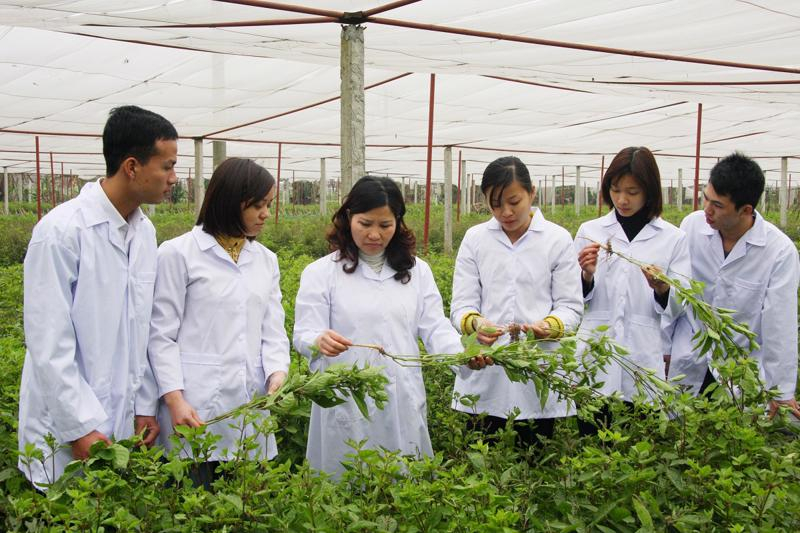 Thủ tướng Phạm Minh Chính chỉ đạo tháo gỡ khó khăn cho xuất khẩu dược liệu