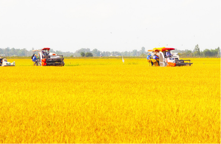 01 triệu héc-ta lúa chất lượng cao: Phát triển “Tam nông” bền vững