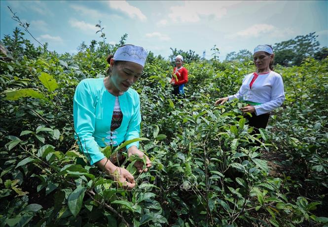 Liên kết tiêu thụ lâm sản ngoài gỗ