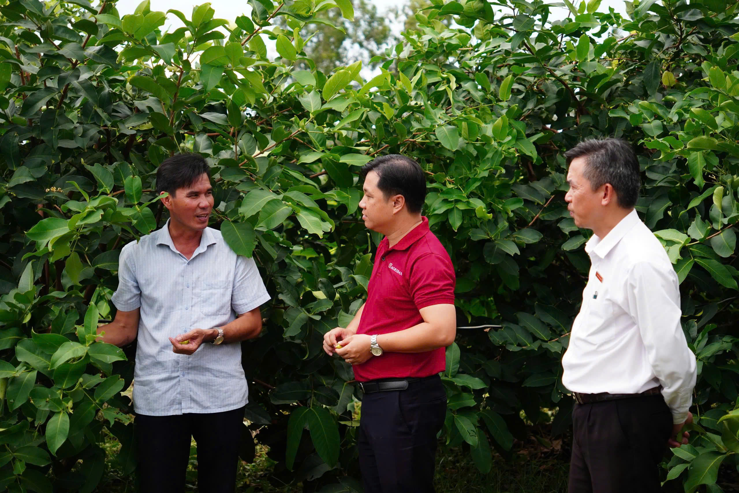 Agribank tiếp vốn cho mận hồng Sân Tiên chinh phục thị trường khó tính